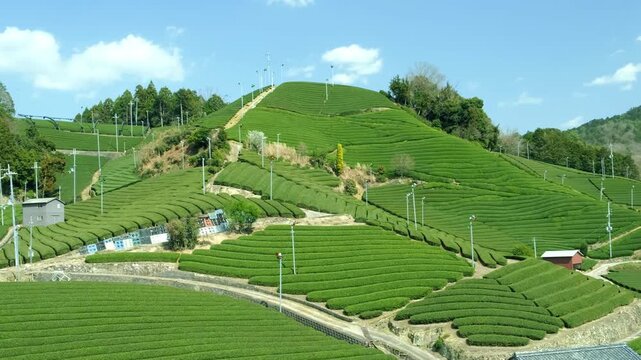 Landscape view of tea plantation on mountain hill in Japan.