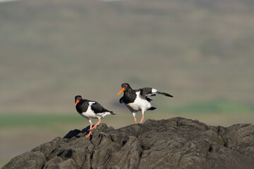 Pair of eurasian oystercatchers (common pied oystercatcher, palaearctic oystercatcher) - Haematopus ostralegus - on rock at green background. Photo from Sæberg in Iceland