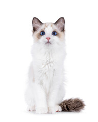 Adorable Ragdoll cat kitten sitting up facing front. Looking curious towards camera. Isolated on a white background.
