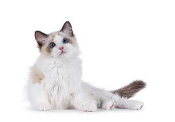 Ragdoll cat kitten on white bckground