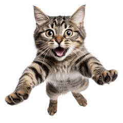 Naklejka premium jump shorthair cat isolated on transparent background cutout