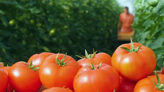 Fresh ripe tomatoes in the foreground, worker pushing a wheelbarrow with crates in the blurred background.