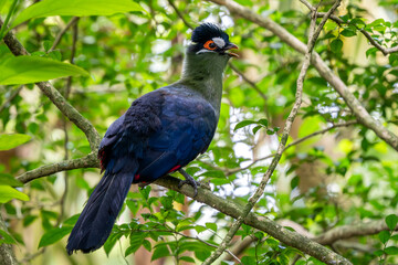 Hartlaub's Turaco - Tauraco hartlaubi, beautiful colored large turaco bird from East African forests and woodlands, Uganda.