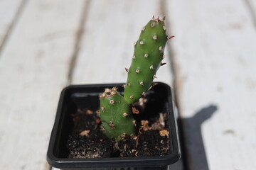 kaktus opuncja rutila super © Perovskia