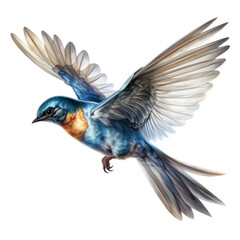 Fototapeta premium blue bird watercolor isolated on transparent background cutout