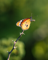 Plain tiger butterfly on a thorny stem. Soft bokeh green natural background