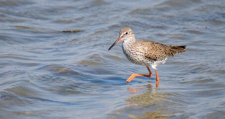 Common Redshank (Tringa totanus), wade in muddy shallow water lagoons to forage in Mannar, Sri Lanka