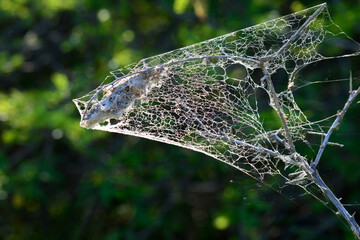 Spider web at the end of a bare branch against the natural lush green forest background.