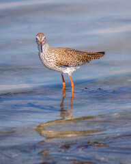 Common Redshank (Tringa totanus), wade in muddy shallow water lagoons to forage in Mannar, Sri Lanka