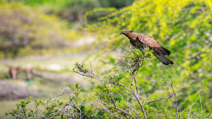 Crested honey buzzard perched on a branch in a lush, green environment, hooked beak and yellow eyes. Honey buzzard on focused and alert.