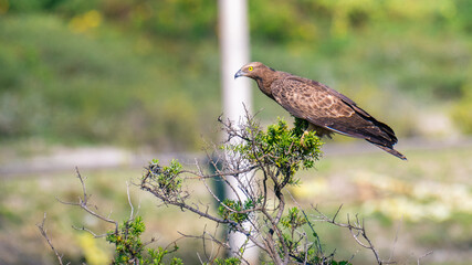 Crested honey buzzard perched on a branch in a lush, green environment, hooked beak and yellow eyes. Honey buzzard on focused and alert.
