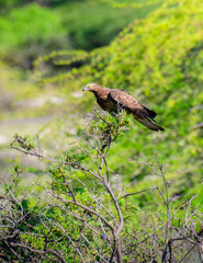 Crested honey buzzard perched on a branch in a lush, green environment, hooked beak and yellow eyes. Honey buzzard on focused and alert.