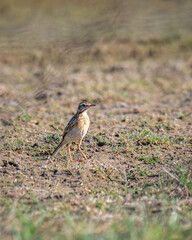 Paddyfield pipit (Anthus rufulus) bird on the ground. Photographed at Mannar, Sri Lanka.