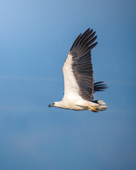 White-Bellied Sea Eagle soaring gracefully in clear skies At Mannar, Sri Lanka
