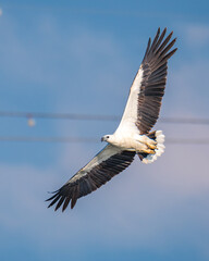 White-Bellied Sea Eagle soaring gracefully in clear skies with wings fully extended, showcasing its wingspan and its dark feathers and white underbelly, Shot at Mannar, Sri Lanka