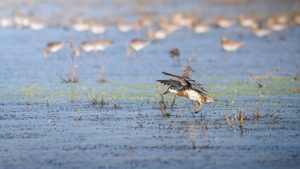 Garganey (Spatula querquedula) duck landing in the lagoon water, a flock of birds blurred in the distant background.