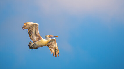 Spot-billed pelican soars gracefully against clear blue sky. Concept of freedom and the serene beauty of wildlife