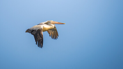 Spot-billed pelican soars gracefully against clear blue sky. Concept of freedom and the serene beauty of wildlife