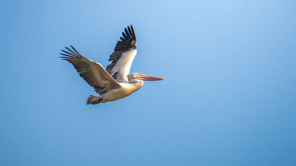 Spot-billed pelican soars gracefully against clear blue sky. Concept of freedom and the serene beauty of wildlife