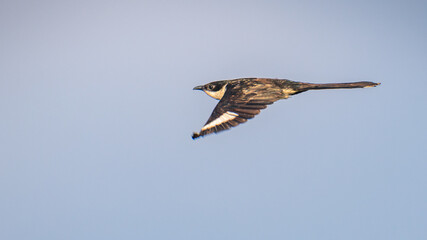 Pied Cuckoo bird in flight (Clamator jacobinus) against clear skies at Mannar, Sri Lanka