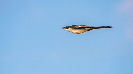 Pied Cuckoo bird in flight (Clamator jacobinus) against clear skies at Mannar, Sri Lanka