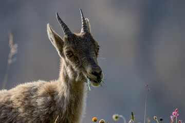 jeune chamois, Vanoise, Alpes, France