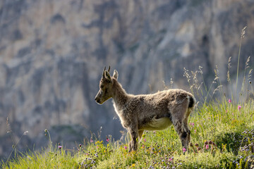 jeune chamois, Vanoise, Alpes, France