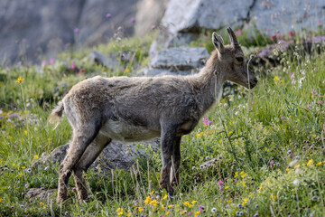 jeune chamois, Vanoise, Alpes, France