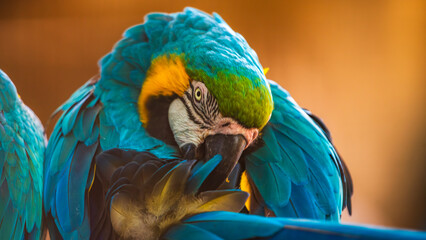 Blue-and-yellow macaw  (Ara ararauna) bird preening feather