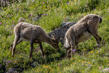 jeune chamois, Vanoise, Alpes, France