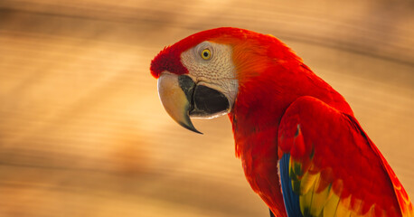 Beautiful Scarlet Macaw parrot portrait. (Ara macao) bright red, yellow, and blue plumage