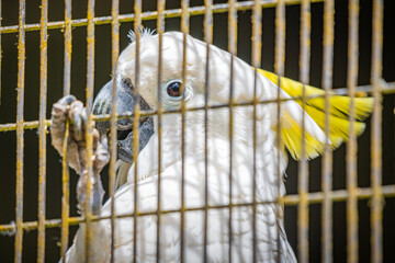 Close-up of a caged yellow-crested cockatoo bird.