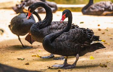 Three black swans with red beaks standing gracefully on sandy ground. (Cygnus atratus)