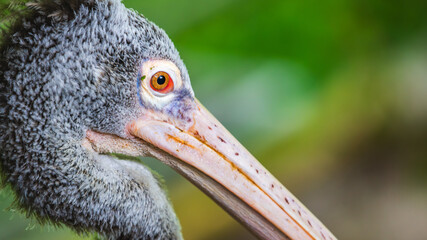 Spot-billed pelican head close-up, Gray pelican's head with vibrant orange eye close up against a natural soft background.
