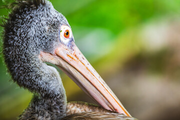 Portrait of a spot-billed pelican, Gray pelican's head with vibrant orange eye close up against a natural soft background.