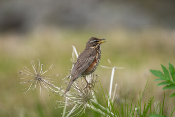 Redwing - Turdus iliacus perched on flower at light green background. Photo from Koluglfujur Canyon in Iceland.