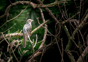 Asian Koel Female on the branch