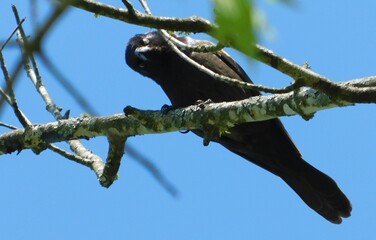 Red wing black bird in tree