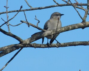 Northern Mockingbird sitting on a branch