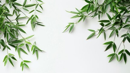 Naklejka premium Bamboo leaves in green on a white background