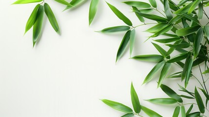 Fototapeta premium Bamboo leaves in green on a white background