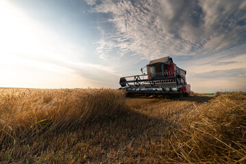 Fototapeta premium Harvester working in wheatfield at sunset.