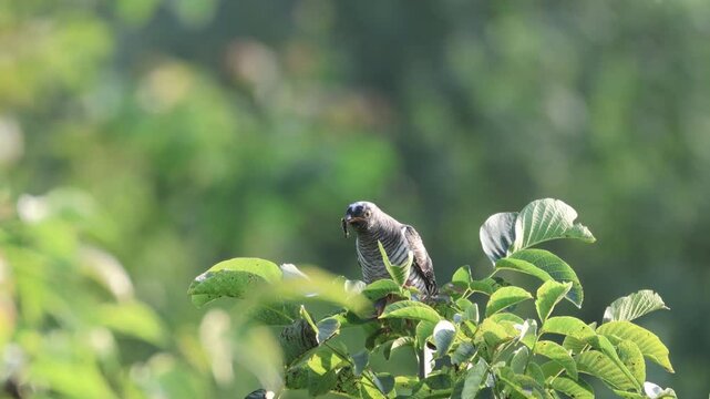 A young common cuckoo sits atop the green bush and eats a black caterpillar toward the camera lens on a summer evening with a green background.