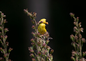 songbird, bird, nature, wildlife, animal, blue, wild, branch, colorful, birds, green, tree, red, robin, feathers, bluebird, sunflower,  beautiful, small, spring, bluebird, cardinal, woodpecker, winter