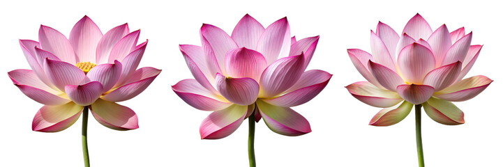 Pink lotus flowers isolated on the PNG transparent Background