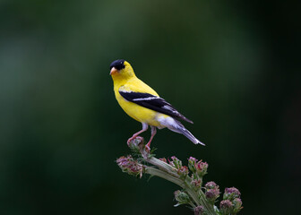 goldfinch on blazing star