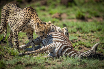 Cheetahs feasting on a leopard kill