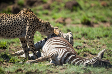 Cheetahs feasting on a leopard kill