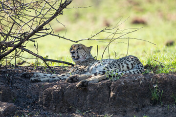 Cheetah cooling off under a tree