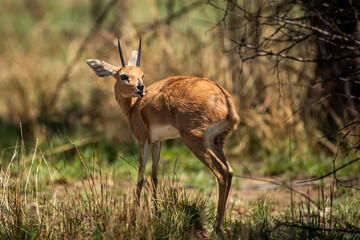Klipspringer buck in the bush